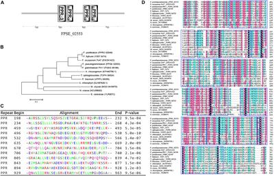 The FpPPR1 Gene Encodes a Pentatricopeptide Repeat Protein That Is Essential for Asexual Development, Sporulation, and Pathogenesis in Fusarium pseudograminearum